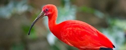 Scarlet-Ibis-720x475